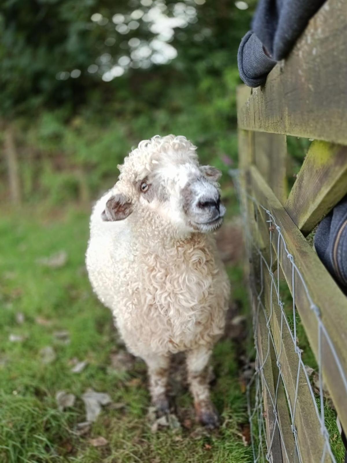 The Lambing Shed, Cornwall Altarnun Екстериор снимка